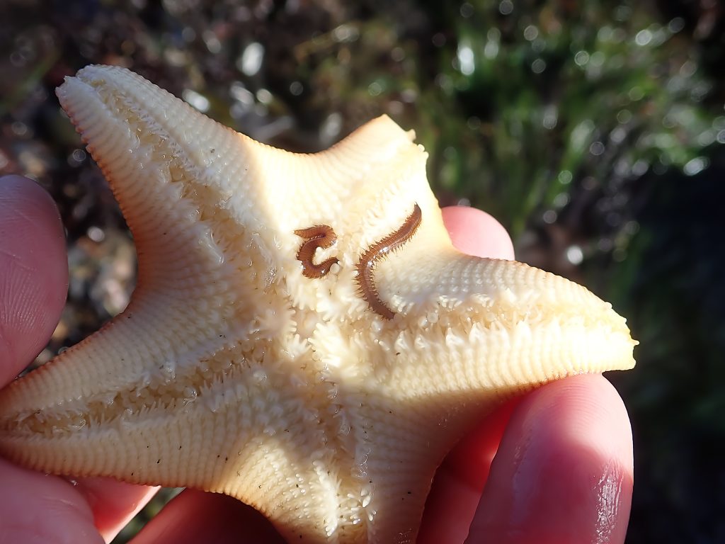 5-armed cream colored star-shaped animal being held in a human hand; two small brown worms on animal's surface