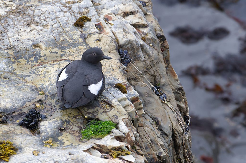 Black bird with white patches on wings, resting on a rock