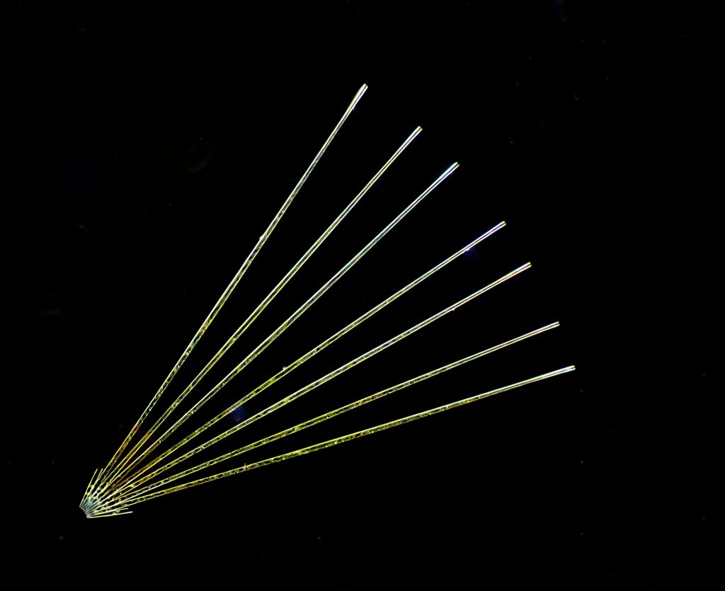 Fan-shaped arrangement of long golden rectangles, against a black background