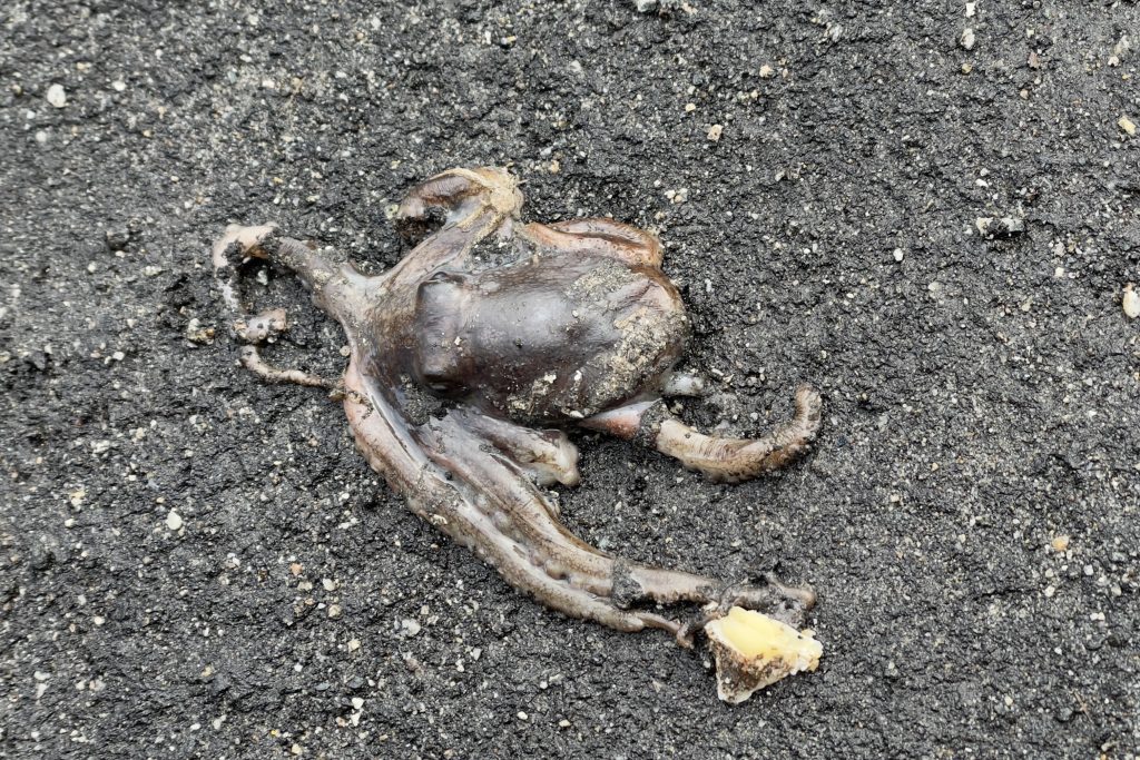 Grayish-brown lump with suckered arms