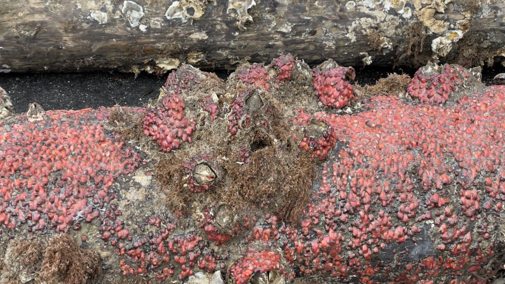 Log lying on pavement, covered with small pink blobs and large brown objects also covered with small pink blobs.