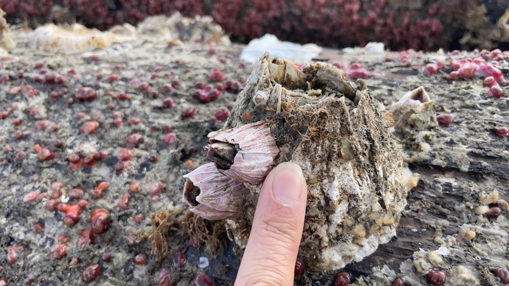 Large volcano-shaped structure with two smaller pink volcano-shaped structures on the side. Finger for size reference