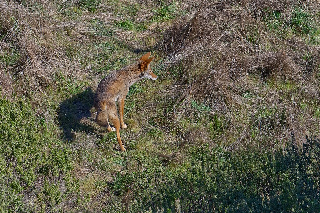 Reddish-brown doglike animal with large ears standing on hillside and looking off to its right