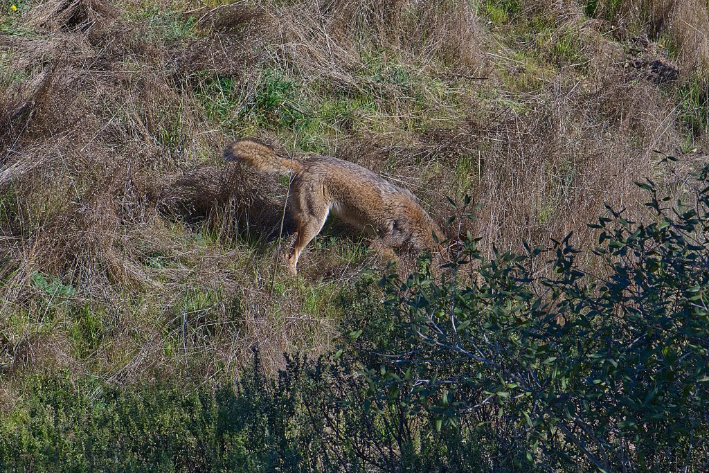 Reddish-brown doglike animal facing to the right with its head at ground level behind some tall grass