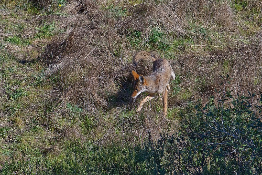 Reddish-brown doglike animal with large ears turning to face left and carrying a gray object in its mouth