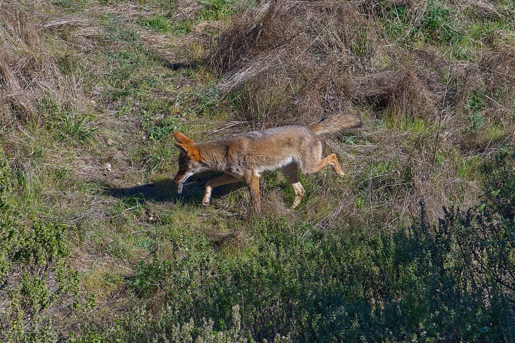 Reddish-brown doglike animal with large ears facing the left and carrying a gray object in its mouth