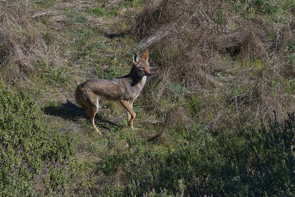 Reddish-brown doglike animal with large ears standing on hillside and looking off to its right