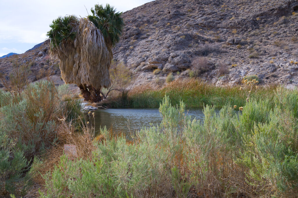 Landscape with rocky hill in background, two palm trees and a small pond in midground, and green bushes in foreground