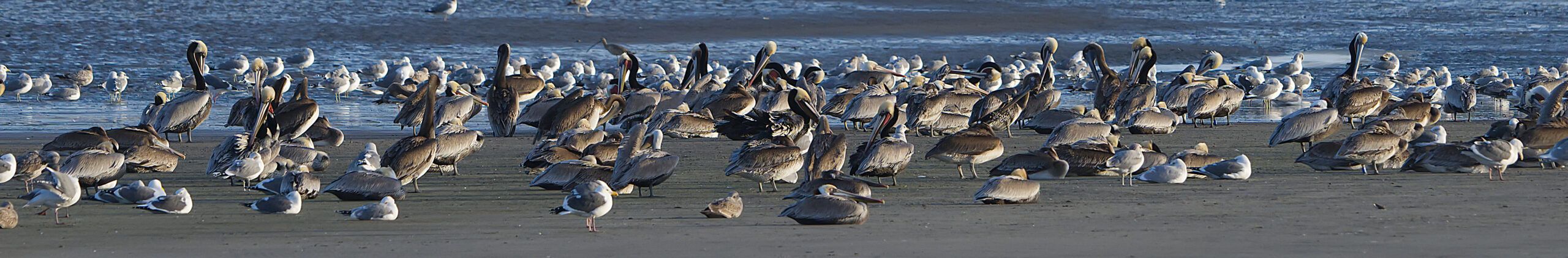 Notes from a California naturalist